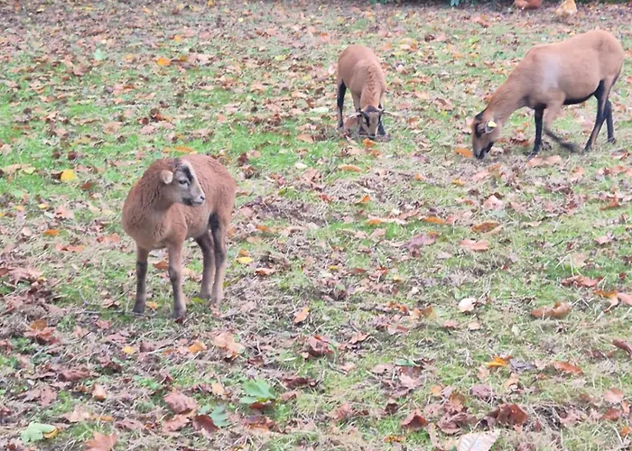 Le Petit Serrant - D'exception Bouchemaine